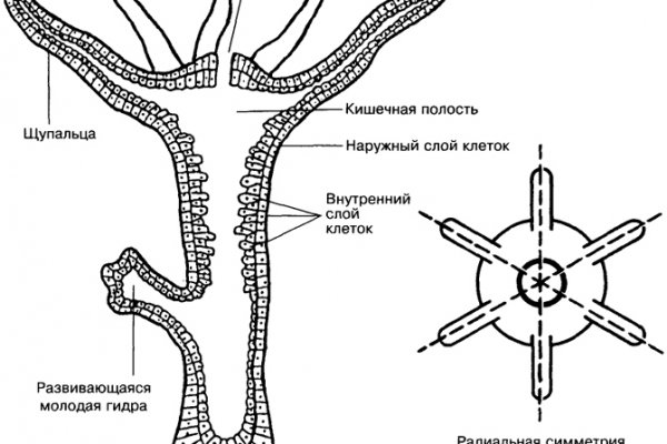 Рабочая blacksprut blacksprute com